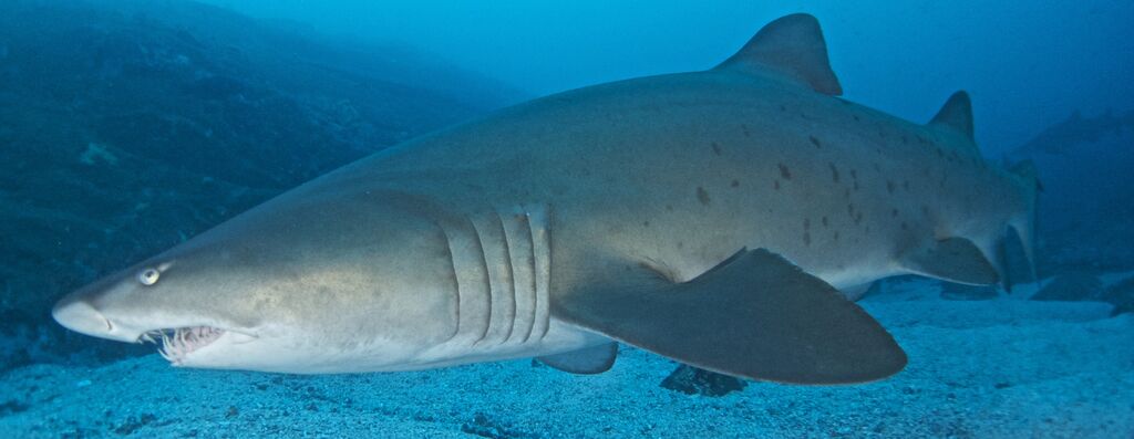 1f0b7290-166a-45e3-ad22-a713d81c7596