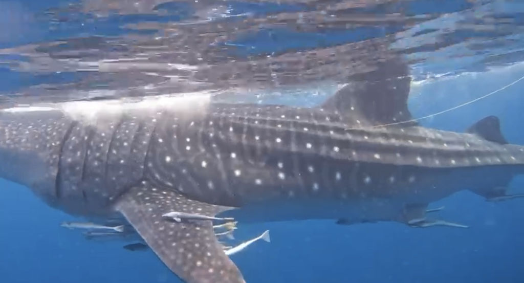 88e3debe-0c04-44db-8d46-e330c9e0df60