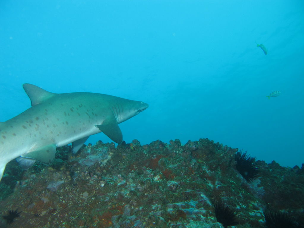 0708cce7-2093-4d4a-b62d-1c1e6a116f02