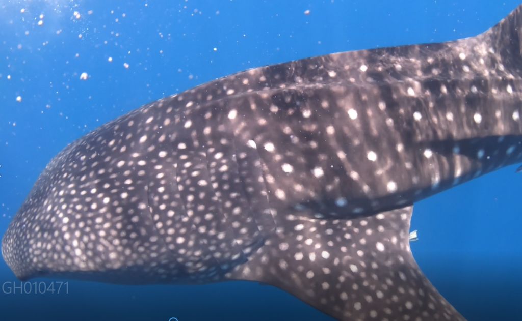 908906ef-bf06-4dde-9700-f387b18ed4ff