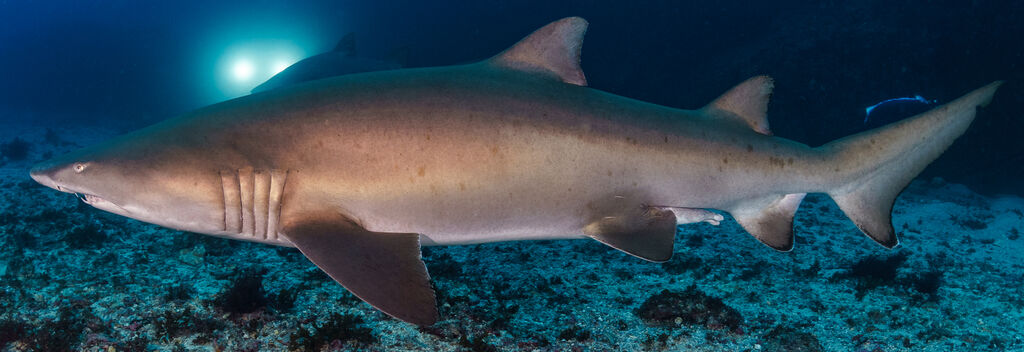 095c7b9a-3d06-4281-86d0-29bc6fcfaba7