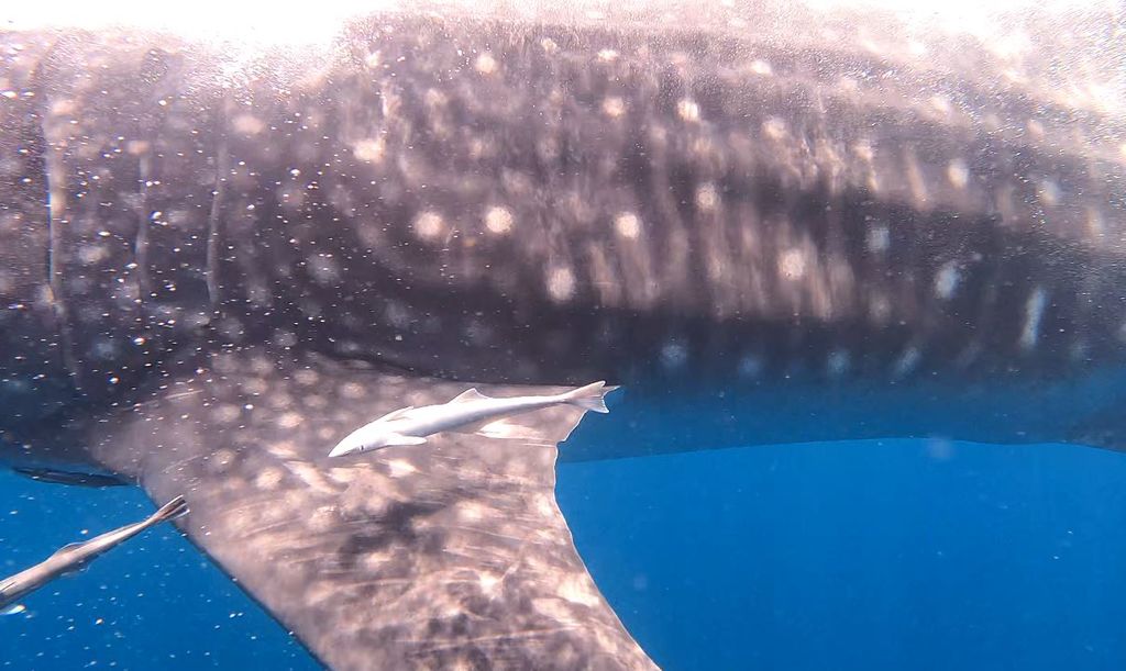 ff63f235-0150-425e-a902-0b2ccda2636a