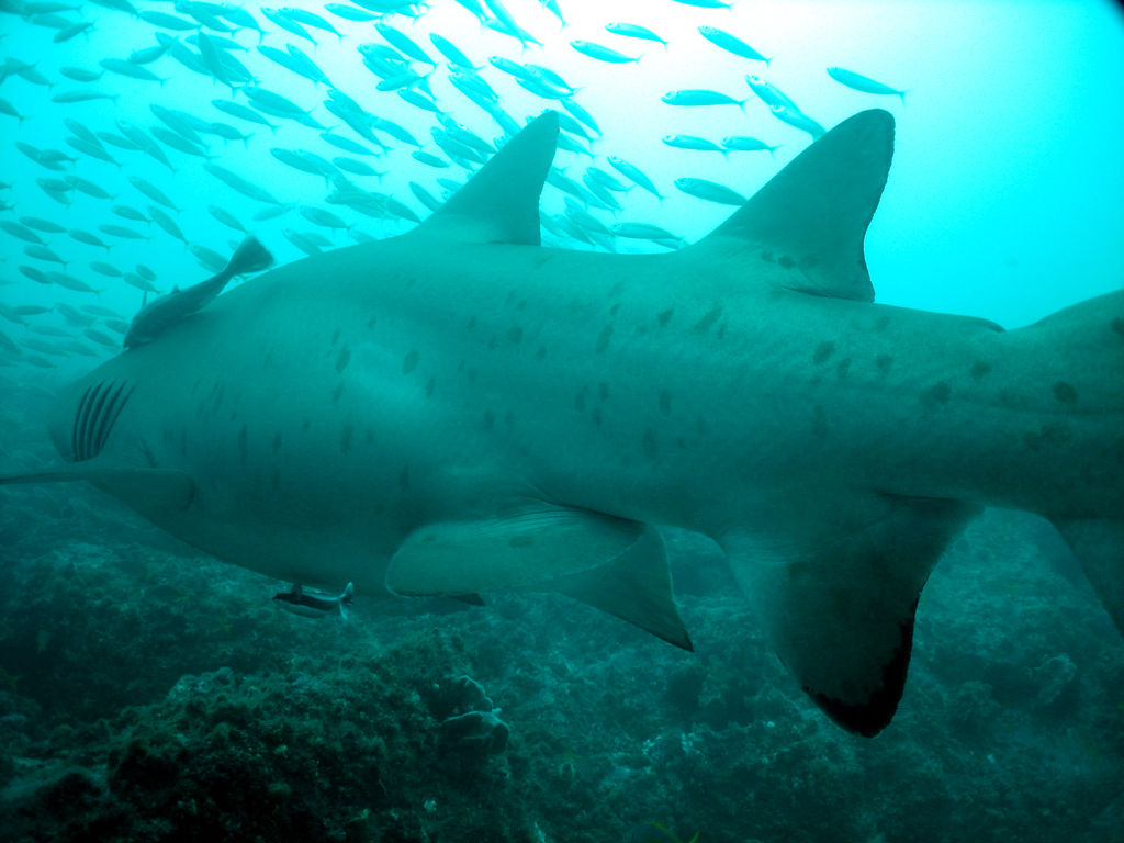 181875bf-9ee4-4bbe-8acf-8e469fb1e662