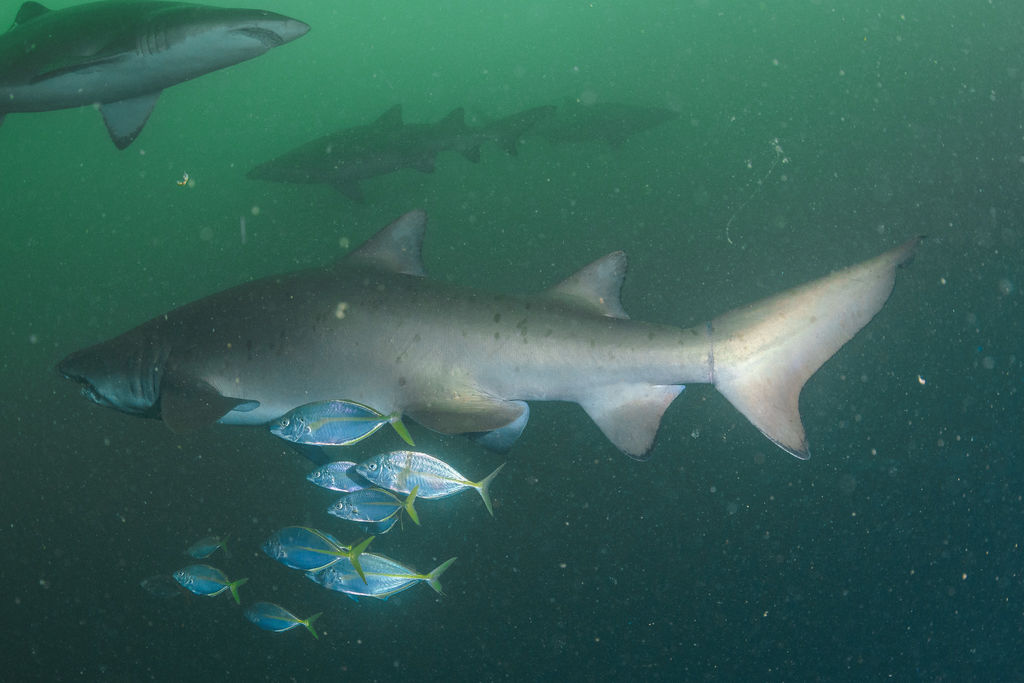 ab36506e-695b-418c-b1cc-33ea9821d41d