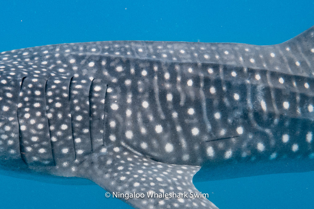 19b09513-66cb-4453-8af1-bdec5a99f3f8