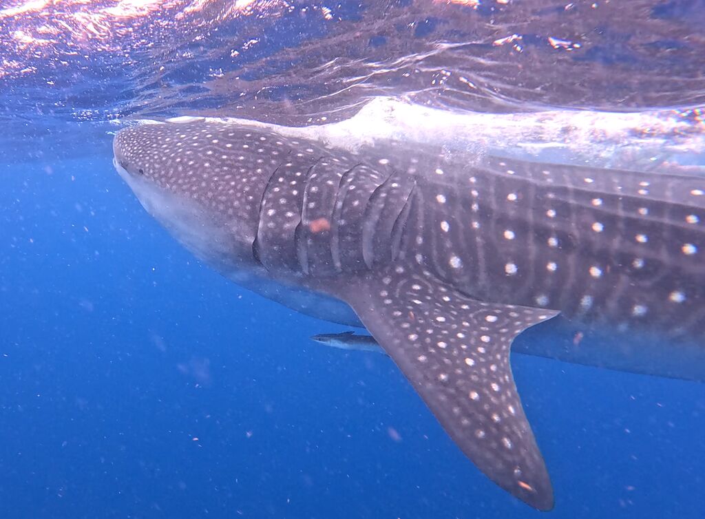 e54b3297-8ed8-4ec7-bf96-c6eb30606fff