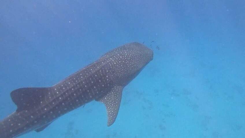 8bbe5131-d91d-432b-8856-928c20b796f3