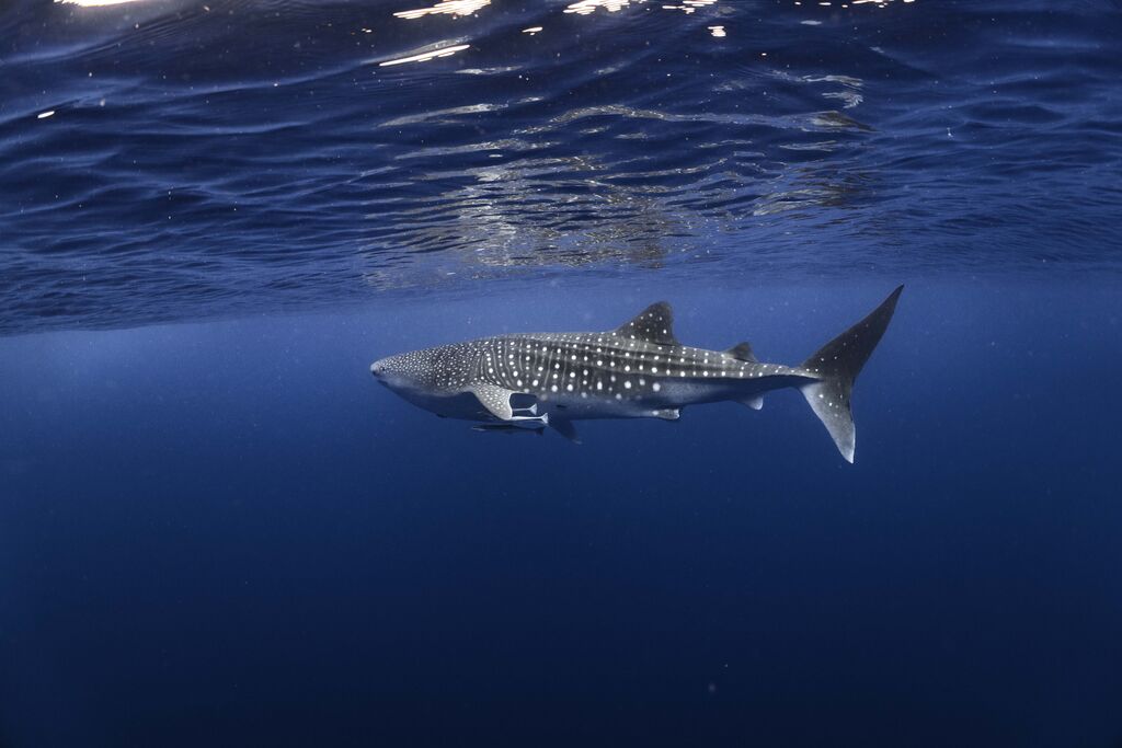 755532d9-7daa-418a-9400-1770af979c85