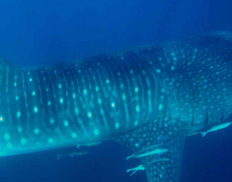 f0b38b8f-bd73-4095-b600-67fb43961501