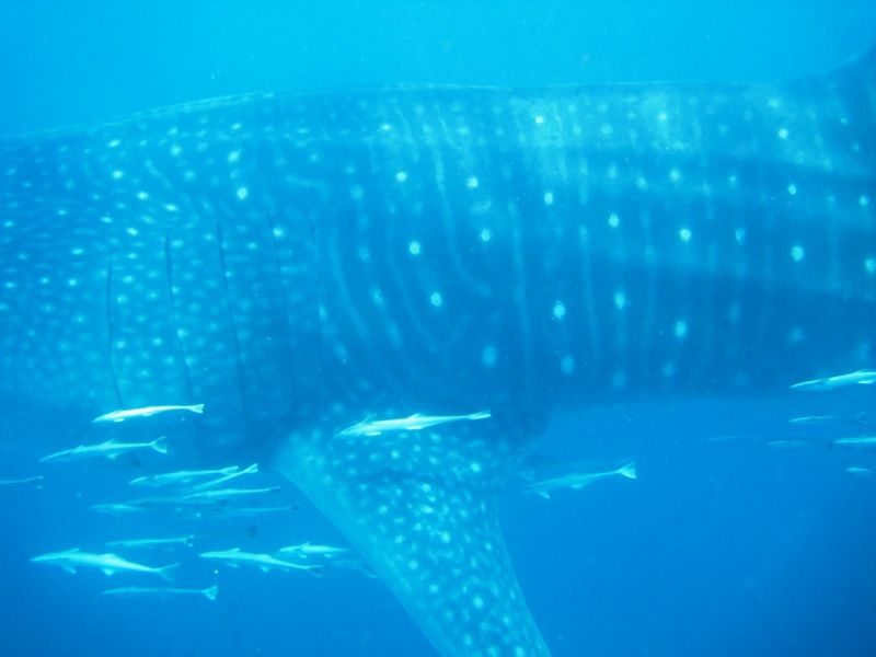 f0b38b8f-bd73-4095-b600-67fb43961501