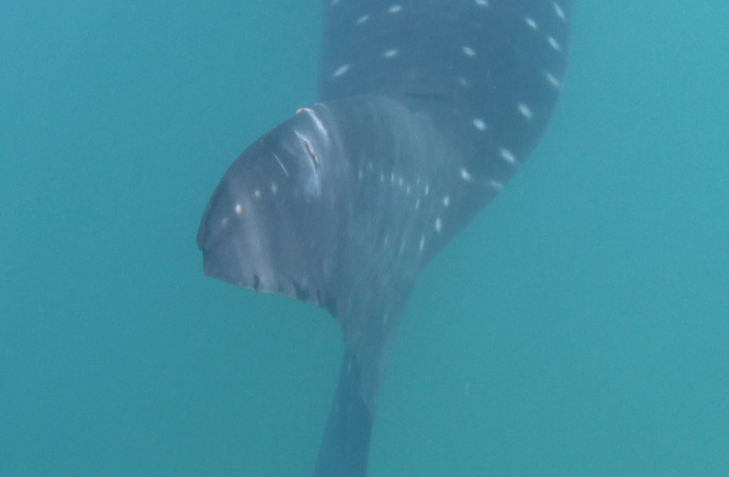 4096305a-0139-4bbb-88b7-a11b282248f1