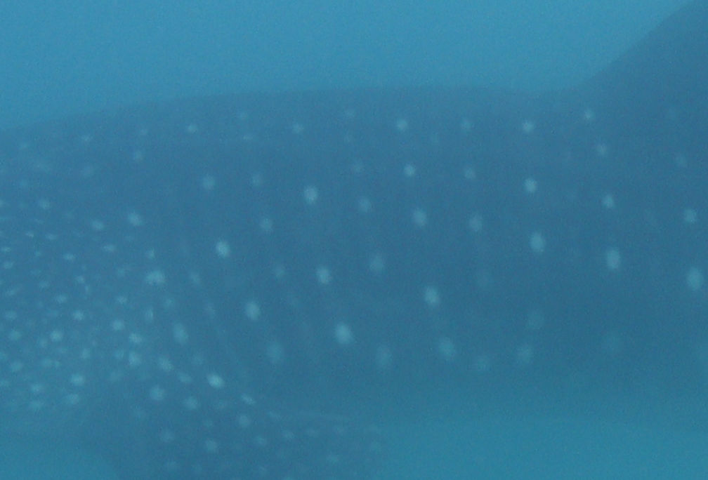 4096305a-0139-4bbb-88b7-a11b282248f1