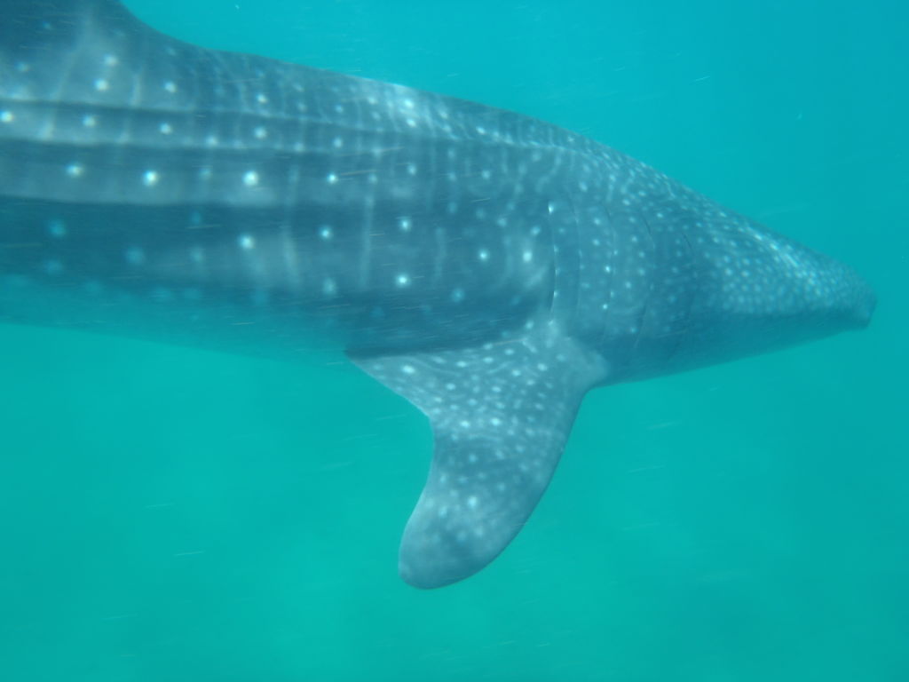 09ea06a3-5ad7-45d3-b86f-473a945226cc