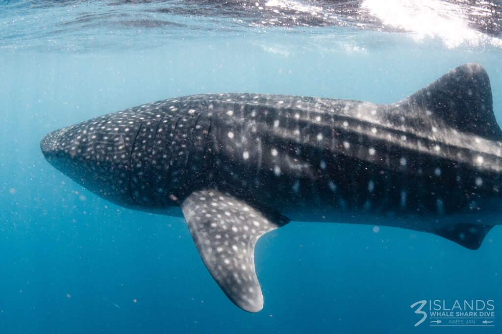 126b8d4c-4834-4c96-8d38-7a05c8152cf1