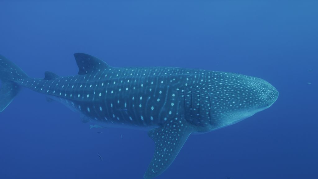 d0a0bb43-99d4-4cab-ab9b-9b4addc0a140