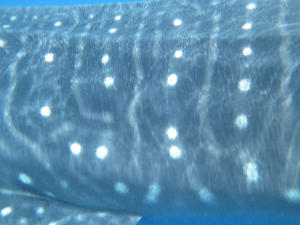 982419f5-ef18-466c-be81-9f877ba2e531