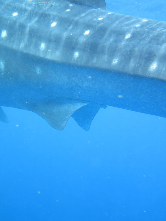 982419f5-ef18-466c-be81-9f877ba2e531