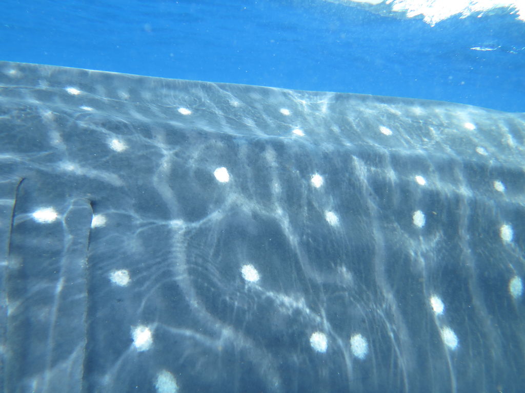 982419f5-ef18-466c-be81-9f877ba2e531