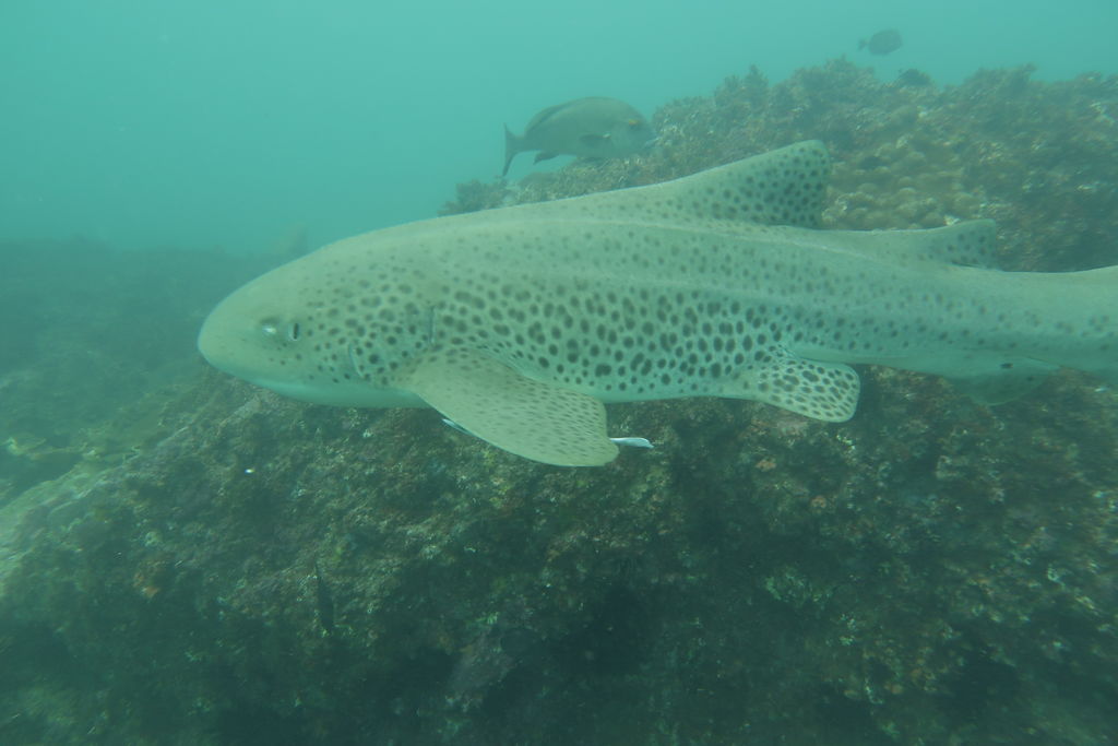 1e77c0d5-43a4-4e0f-adbe-8f5875a06363