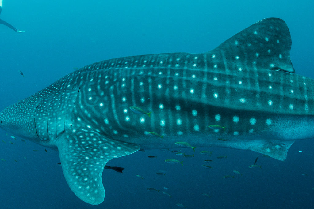 693aade0-8c9f-413f-b9ca-34b9af11f365