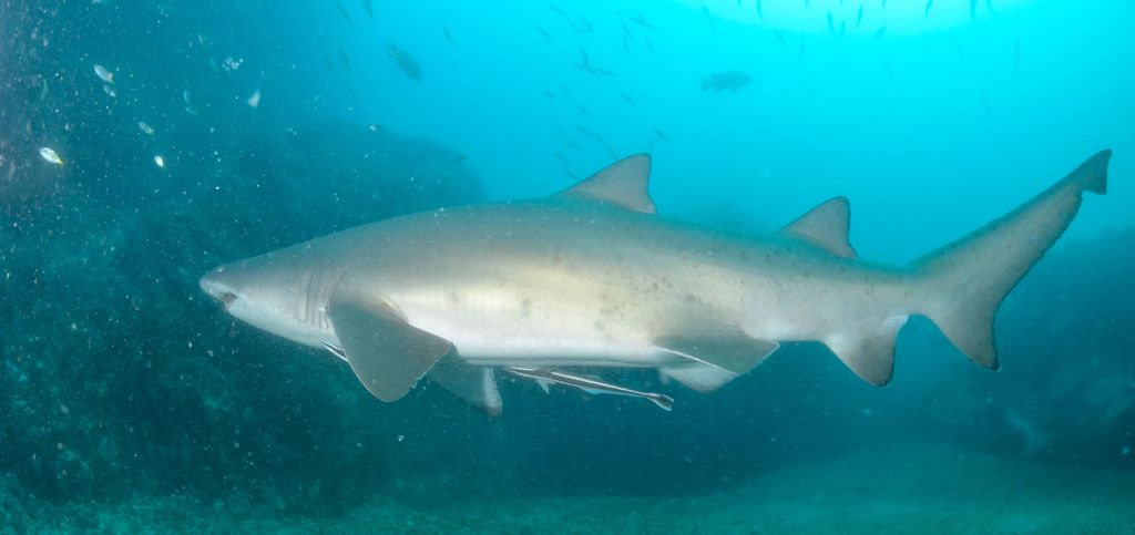 632c4302-d2e7-4e9d-ab43-0ce2f460056f