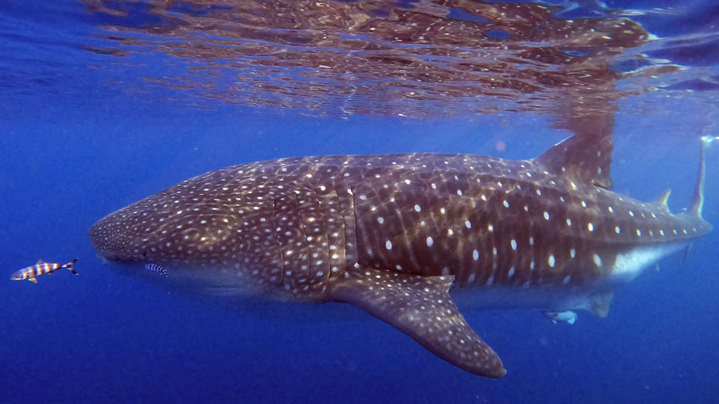 0b5dc500-ac18-4d69-a9ae-7e9aa5646d2a