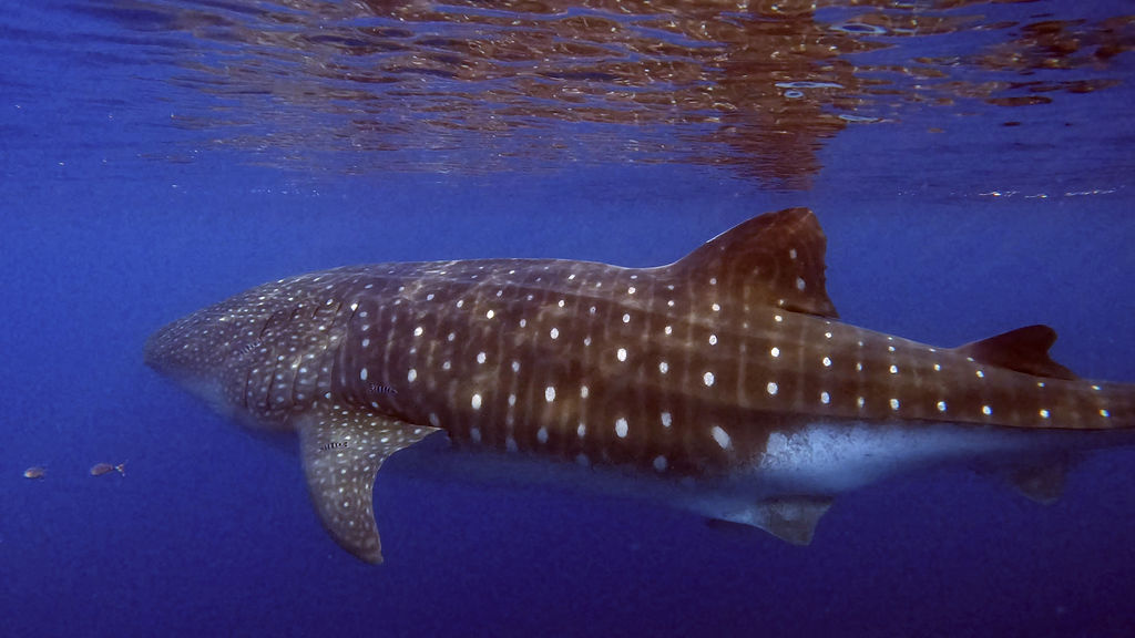 0b5dc500-ac18-4d69-a9ae-7e9aa5646d2a