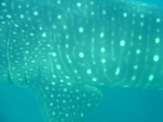 1f0d4526-77c1-4bd2-a78b-61889622c602