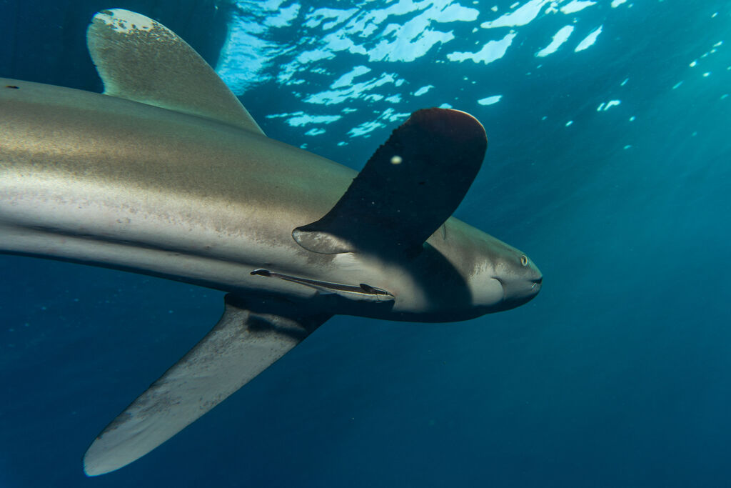 cef88367-be9c-4c2a-b6cb-f921af8877a5