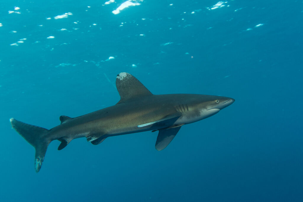 cef88367-be9c-4c2a-b6cb-f921af8877a5