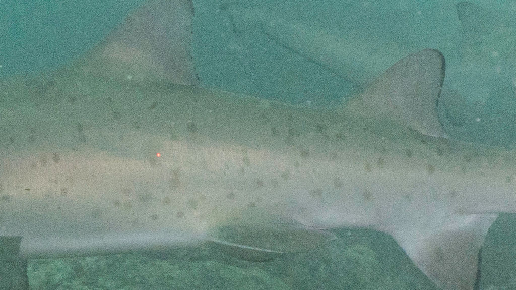 57faf047-564f-48c4-acee-a7781fb52398