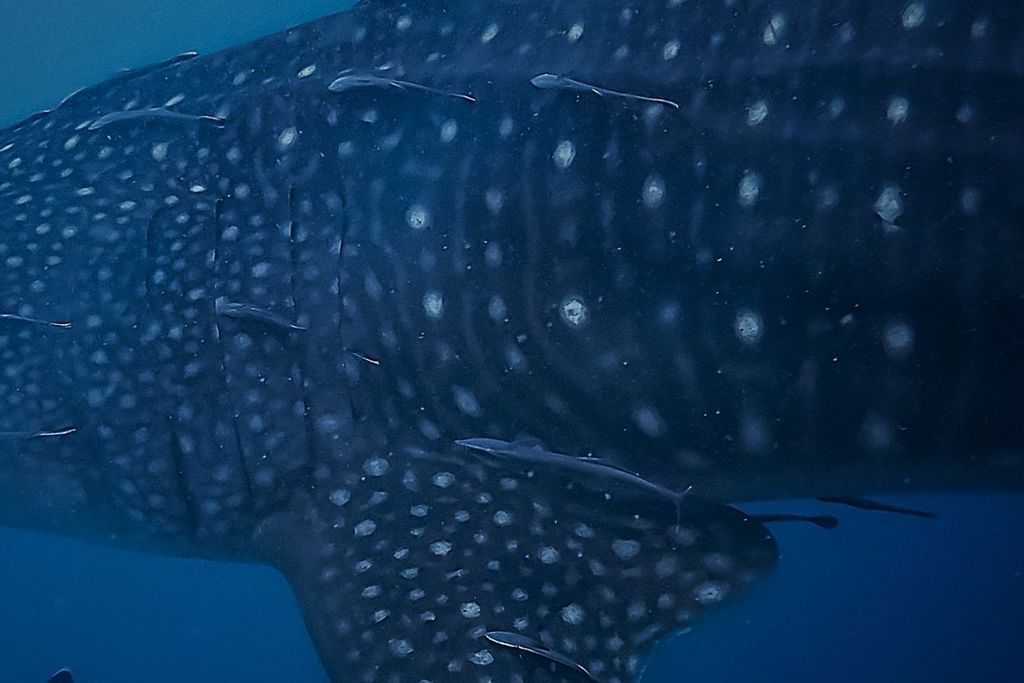 1fcece27-379d-4e81-9be4-8d9c2f43a363