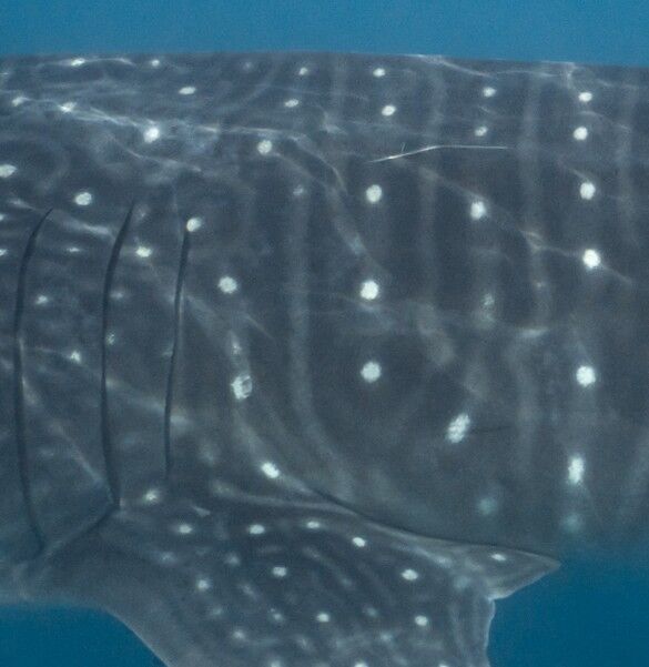 4604d6a6-232a-4fb5-adf3-cb17ad70f772