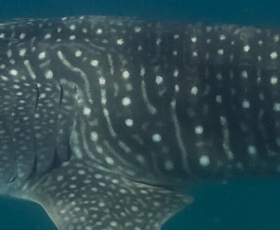 f20a5ba4-4f60-450b-ae18-154c51cd360e