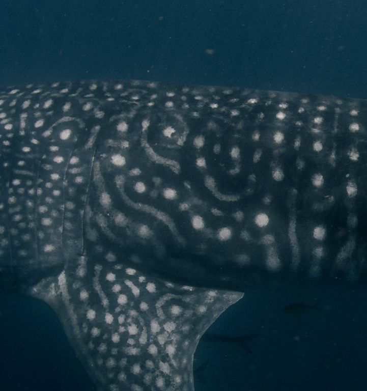 0ba29b9e-b966-4126-802f-a0ee9d10f369