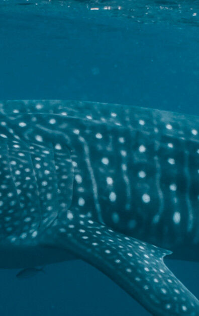 884de3eb-498a-42e8-9584-9dd650dd78e0