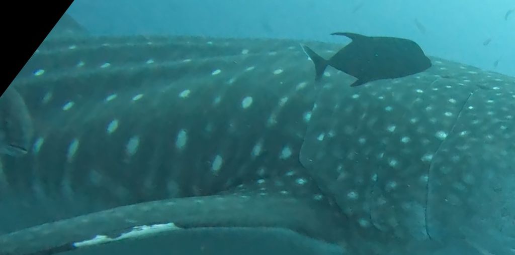 86b0431f-cf3c-4cd3-8660-f102a4b8f841