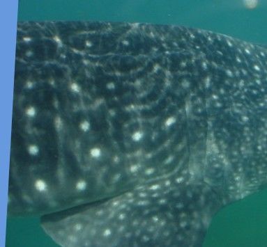 0ec20442-a86d-4c1d-bc6a-1919b479df15