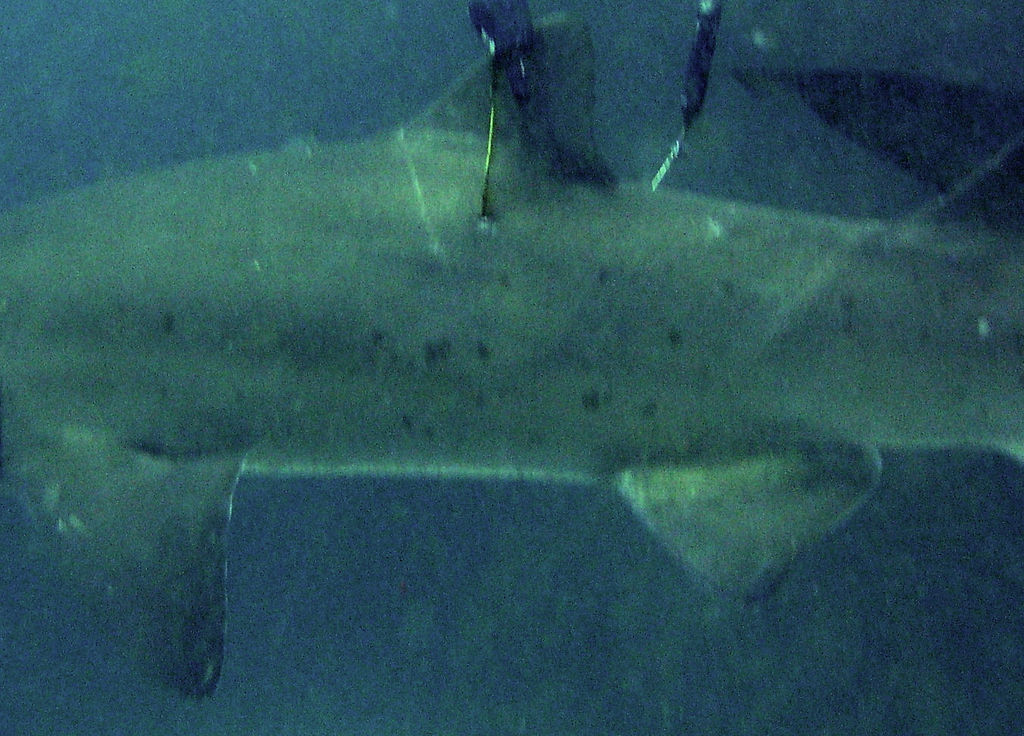 895a7791-f384-46e1-89df-1c6a776ddf67