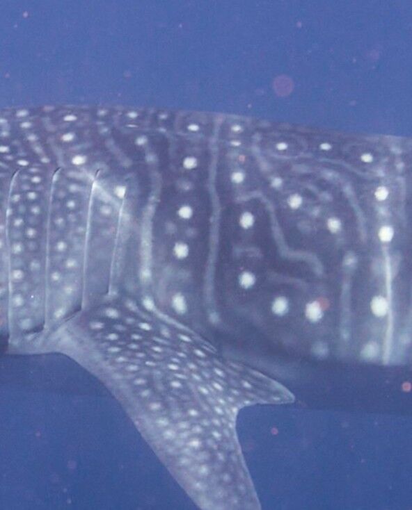 60b7a548-f5d0-4b2b-9210-1946bd47c954