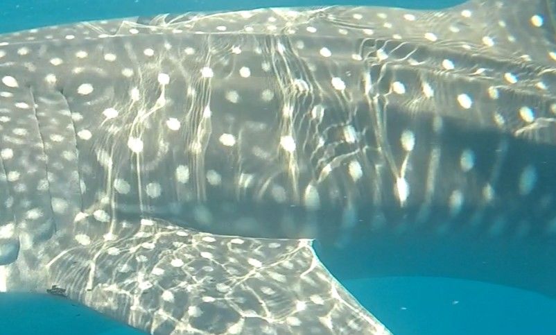 05008841-665d-4d7c-8994-0a9bd5519d17