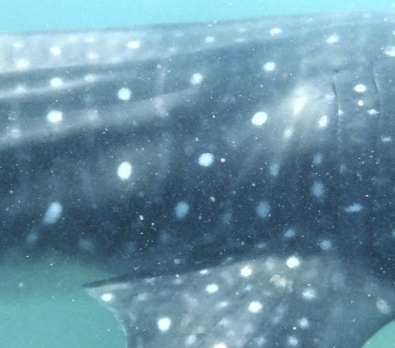 04a3f1fe-153f-4be8-a646-08d727e84682