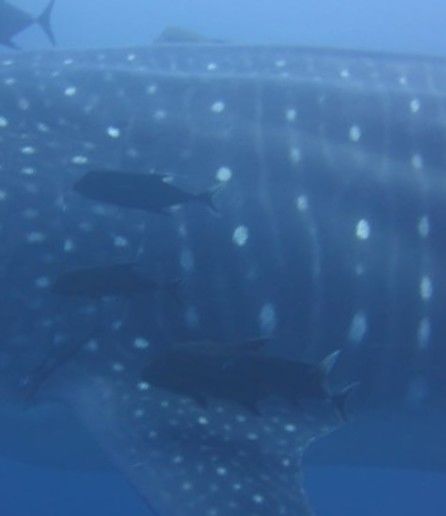 d1446af0-dcfc-44f9-a0ab-0edf2b768c7f