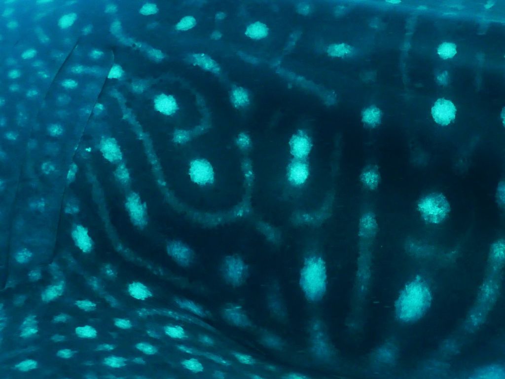 caf385a3-c07b-41b1-9abc-7be380aeb380