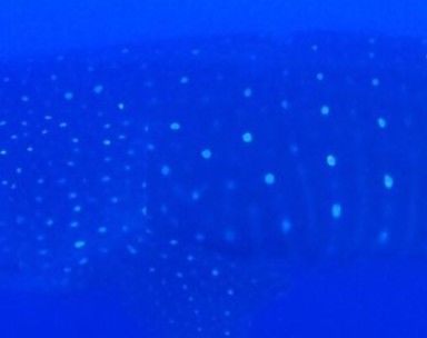 784d8843-2f57-4cfa-8e02-1705da3673b2