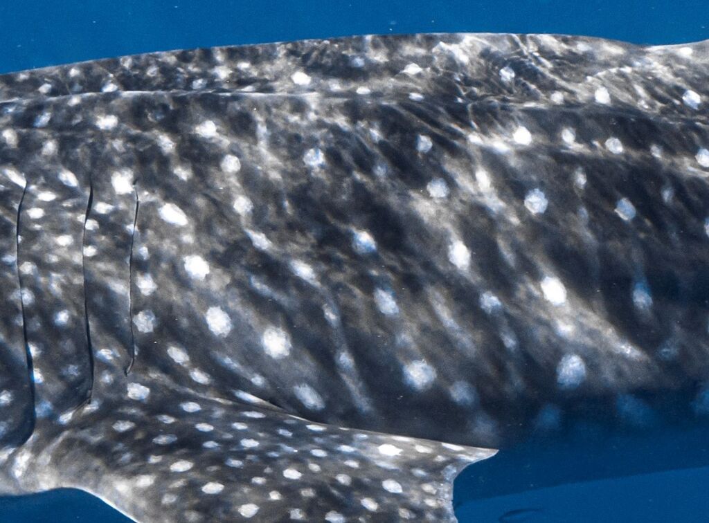 fd608ab1-ece4-4a27-9095-14b939967ea5