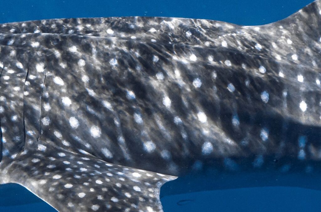 fd608ab1-ece4-4a27-9095-14b939967ea5