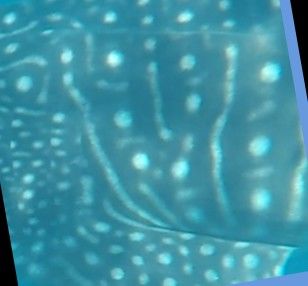 1aa9d1e1-f203-40c5-99c8-163bfb14b44f