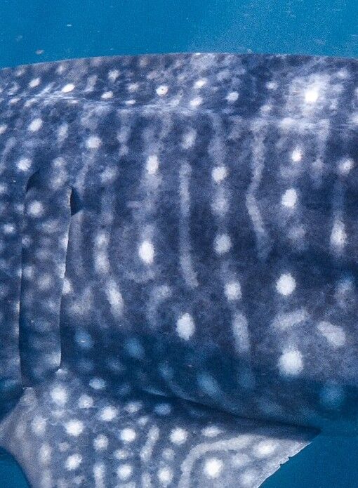 386bad3f-0fa1-4748-9ffc-c75b404a79bb