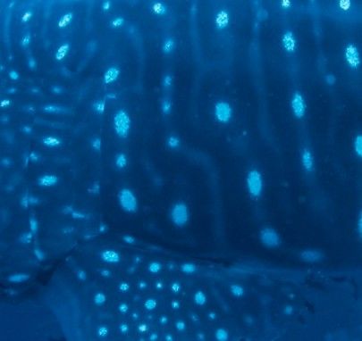 de4410bc-0298-4709-8c3b-bbe2e1e9af97